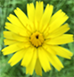 A close up of the center of a yellow flower.